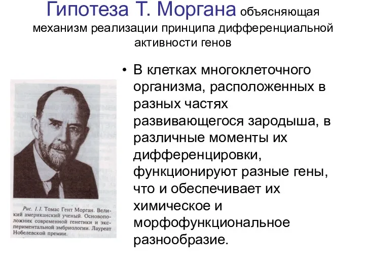 Гипотеза Т. Моргана объясняющая механизм реализации принципа дифференциальной активности генов