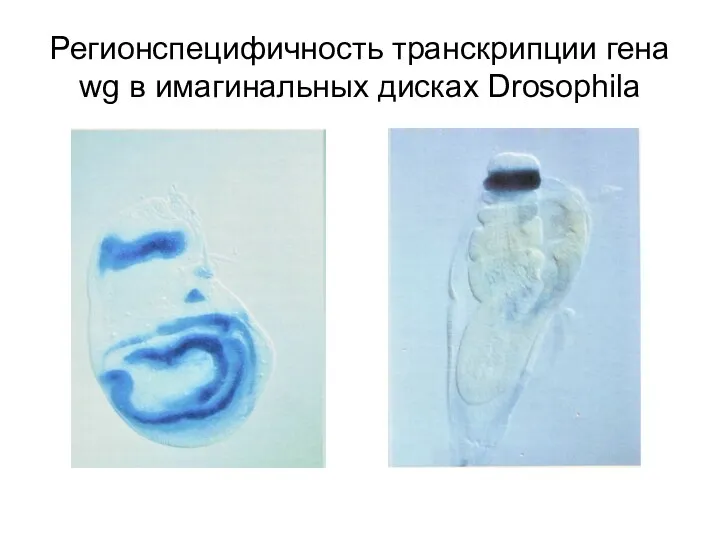 Регионспецифичность транскрипции гена wg в имагинальных дисках Drosophila