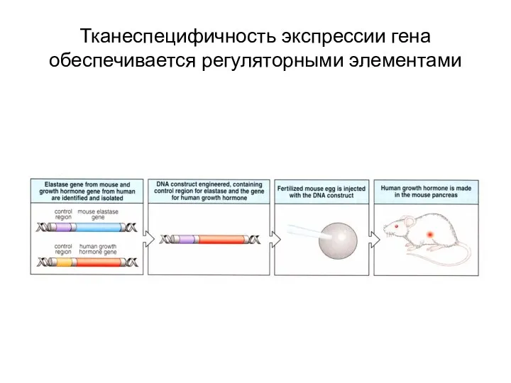 Тканеспецифичность экспрессии гена обеспечивается регуляторными элементами