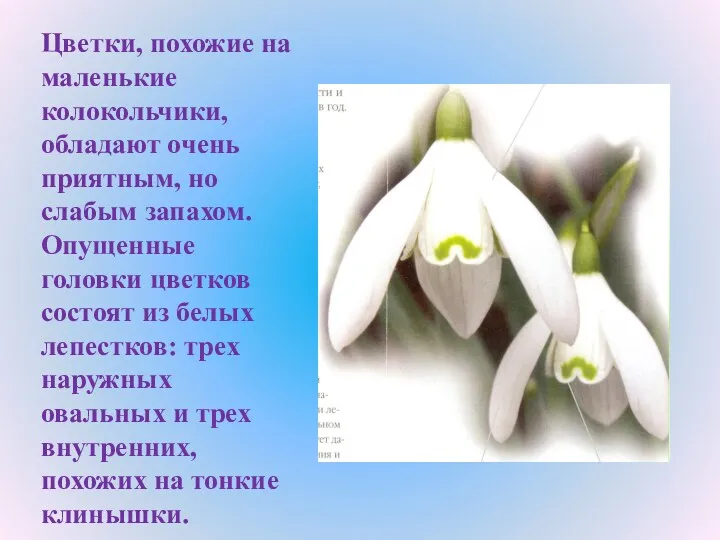 Цветки, похожие на маленькие колокольчики, обладают очень приятным, но слабым