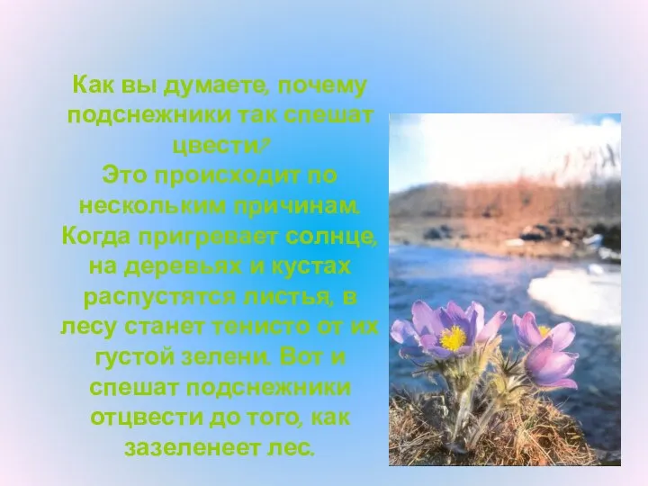 Как вы думаете, почему подснежники так спешат цвести? Это происходит