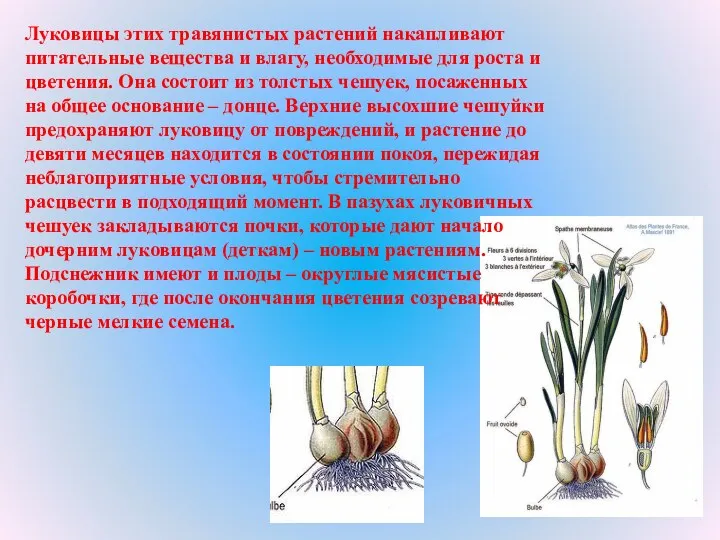 Луковицы этих травянистых растений накапливают питательные вещества и влагу, необходимые