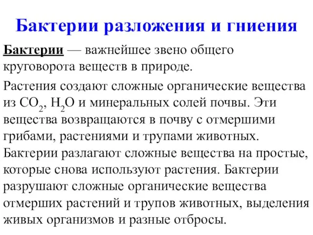 Бактерии разложения и гниения Бактерии — важнейшее звено общего круговорота веществ в природе.