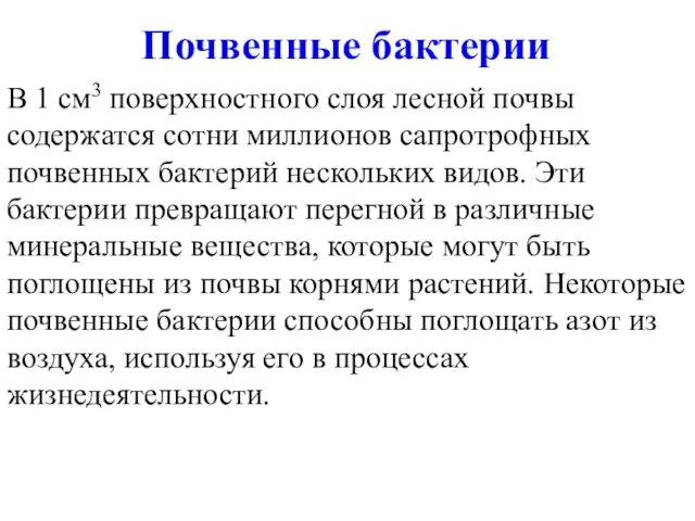 Почвенные бактерии В 1 см3 поверхностного слоя лесной почвы содержатся сотни миллионов сапротрофных