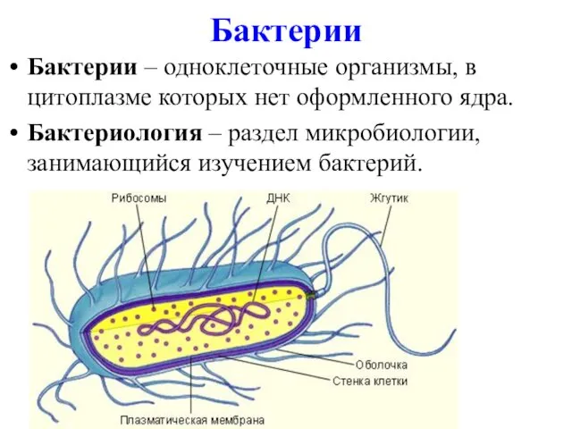 Бактерии Бактерии – одноклеточные организмы, в цитоплазме которых нет оформленного ядра. Бактериология –