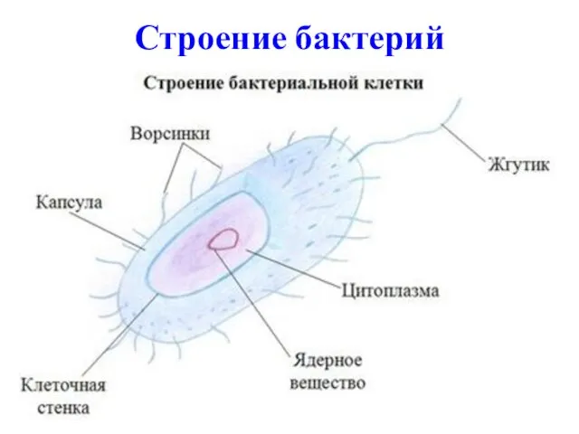 Строение бактерий