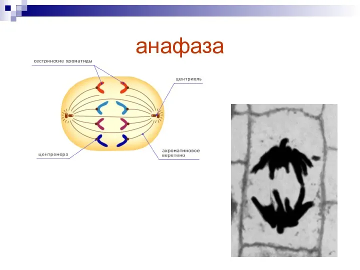 анафаза