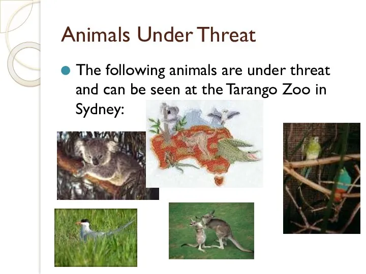 Animals Under Threat The following animals are under threat and