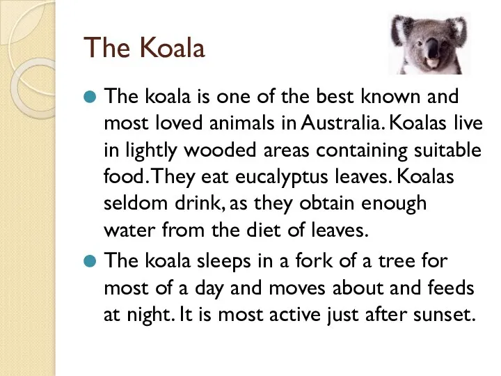 The Koala The koala is one of the best known