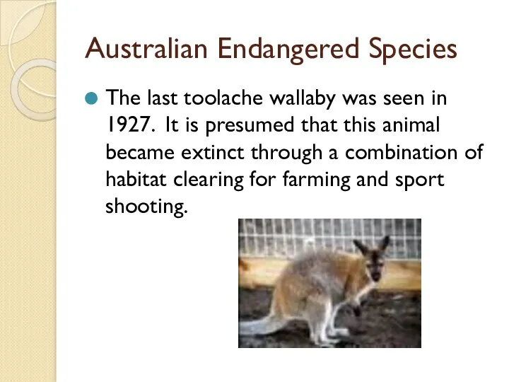 Australian Endangered Species The last toolache wallaby was seen in