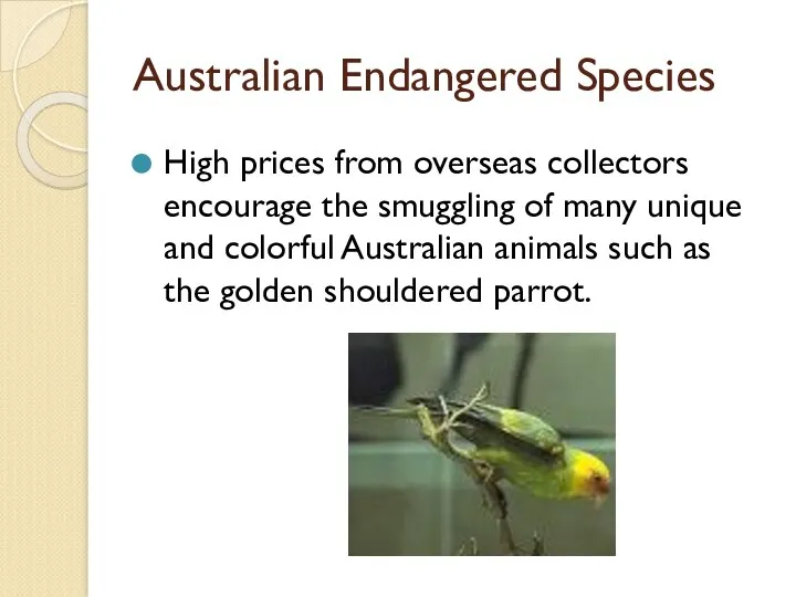 Australian Endangered Species High prices from overseas collectors encourage the