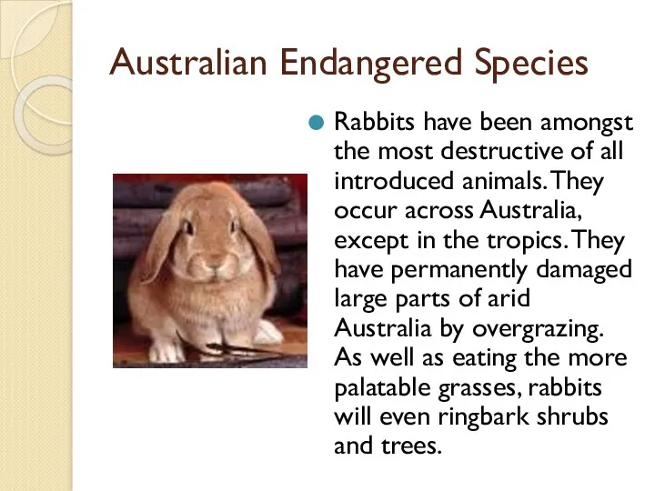 Australian Endangered Species Rabbits have been amongst the most destructive
