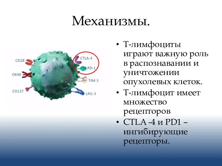 Механизмы. Т-лимфоциты играют важную роль в распознавании и уничтожении опухолевых клеток. Т-лимфоцит имеет