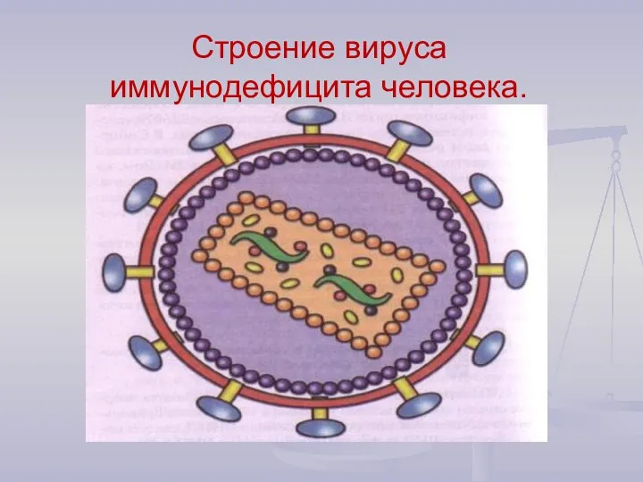 Строение вируса иммунодефицита человека.