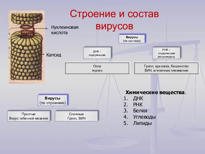 Строение и состав вирусов Капсид Нуклеиновая кислота Химические вещества. ДНК РНК Белки Углеводы Липиды