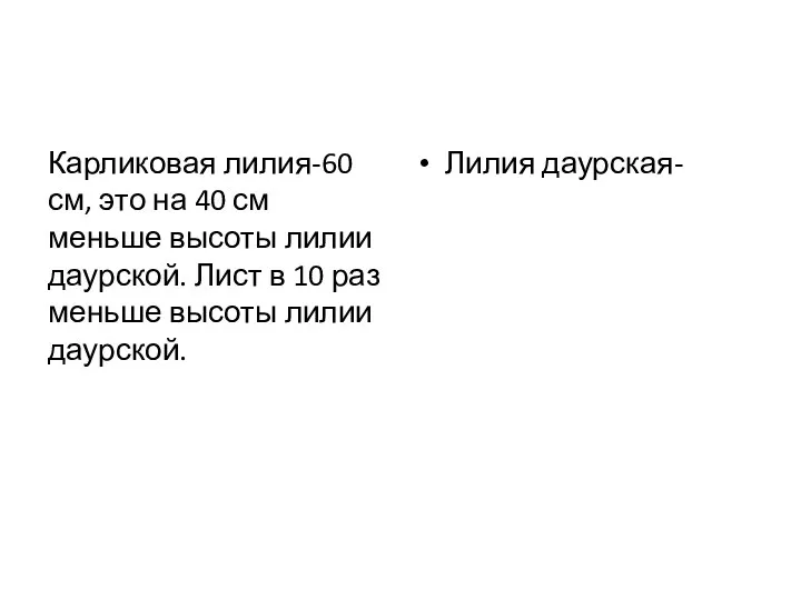 Карликовая лилия-60 см, это на 40 см меньше высоты лилии