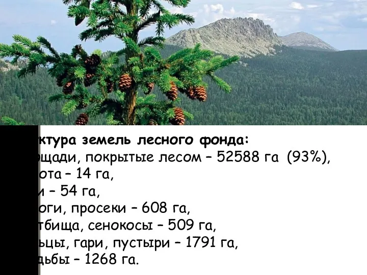 Структура земель лесного фонда: - площади, покрытые лесом – 52588