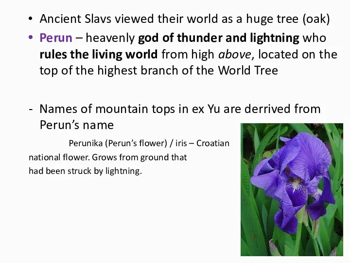 Ancient Slavs viewed their world as a huge tree (oak)