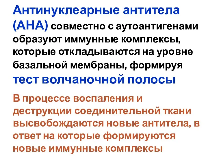 Антинуклеарные антитела (АНА) совместно с аутоантигенами образуют иммунные комплексы, которые