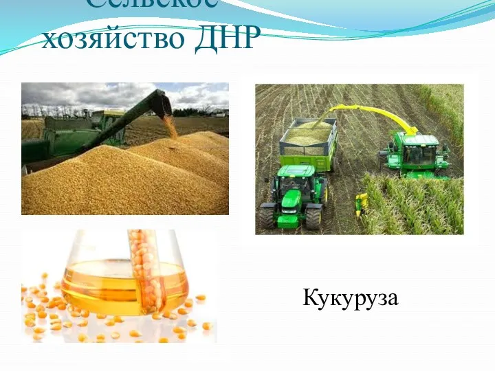 Cельское хозяйство ДНР Кукуруза