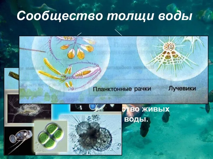 Сообщество толщи воды планктон активно плавающие организмы Что такое планктон? Планктон – это