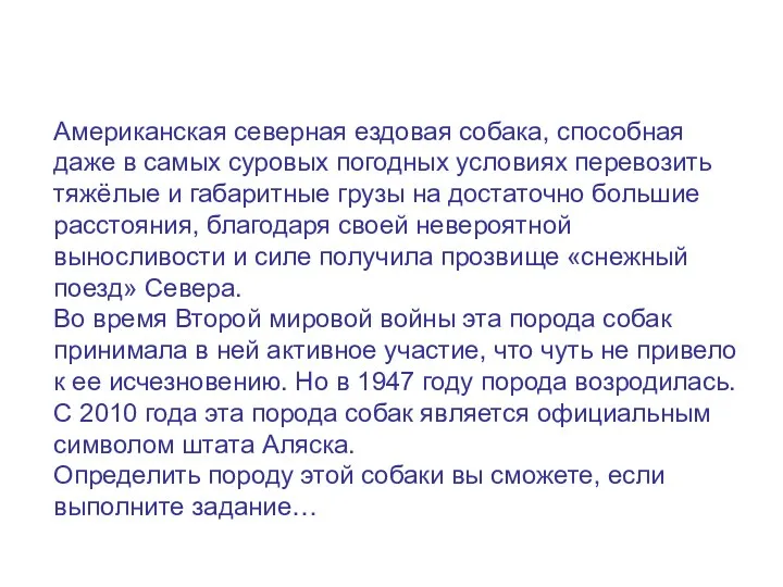 Американская северная ездовая собака, способная даже в самых суровых погодных