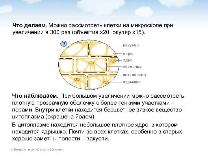 Что делаем. Можно рассмотреть клетки на микроскопе при увеличении в