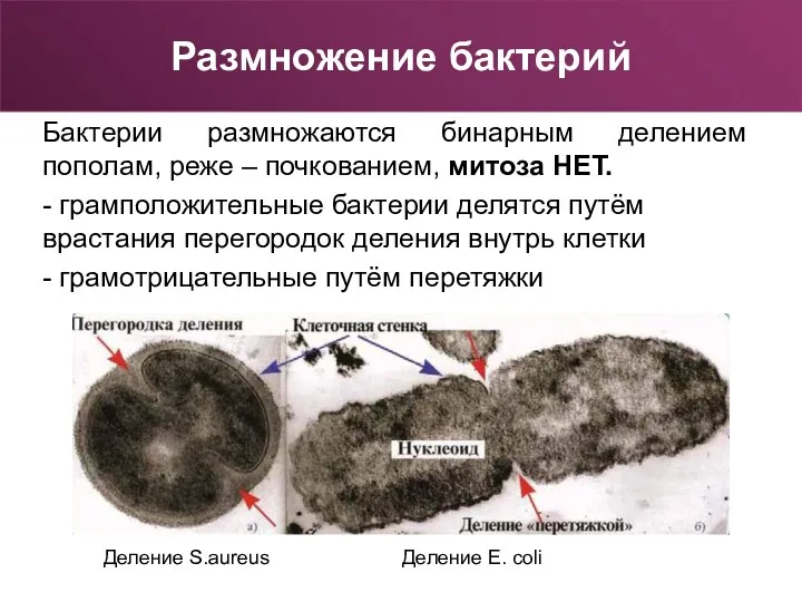 Размножение бактерий Бактерии размножаются бинарным делением пополам, реже – почкованием,