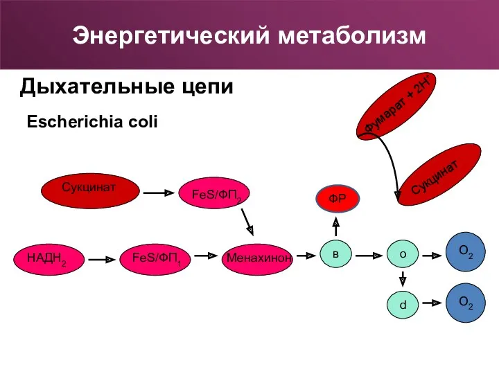 Дыхательные цепи Энергетический метаболизм Escherichia coli