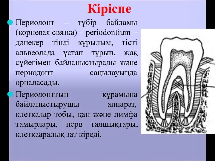 Кіріспе Периодонт – түбір байламы (корневая связка) – periodontium – дәнекер тінді құрылым,