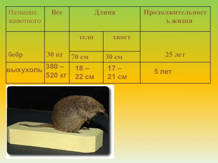 выхухоль 380 – 520 кг 18 – 22 см 17 – 21 см 5 лет