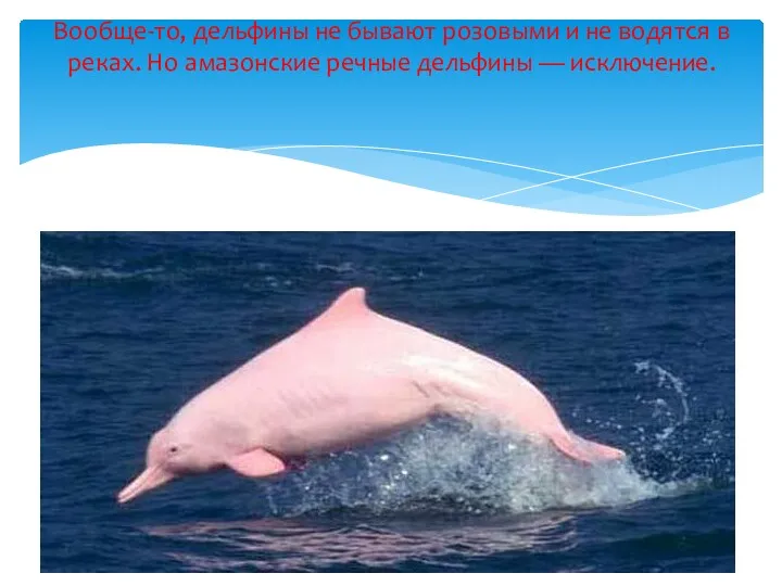 Вообще-то, дельфины не бывают розовыми и не водятся в реках. Но амазонские речные дельфины — исключение.