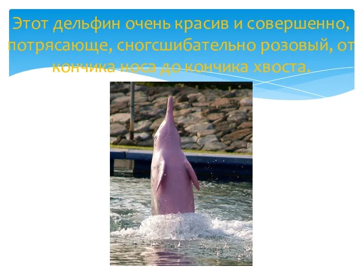 Этот дельфин очень красив и совершенно, потрясающе, сногсшибательно розовый, от кончика носа до кончика хвоста.