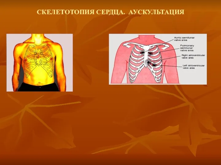 СКЕЛЕТОТОПИЯ СЕРДЦА. АУСКУЛЬТАЦИЯ