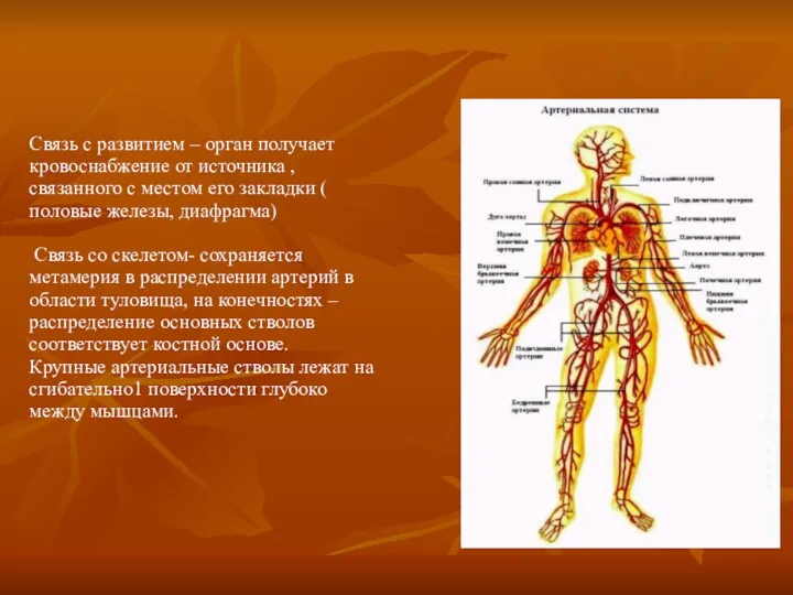 Связь с развитием – орган получает кровоснабжение от источника ,