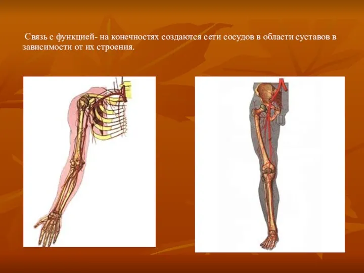 Связь с функцией- на конечностях создаются сети сосудов в области суставов в зависимости от их строения.