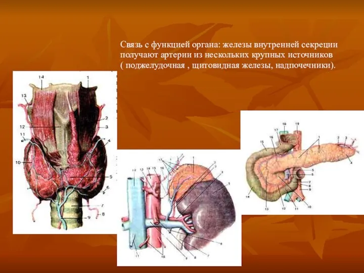 Связь с функцией органа: железы внутренней секреции получают артерии из
