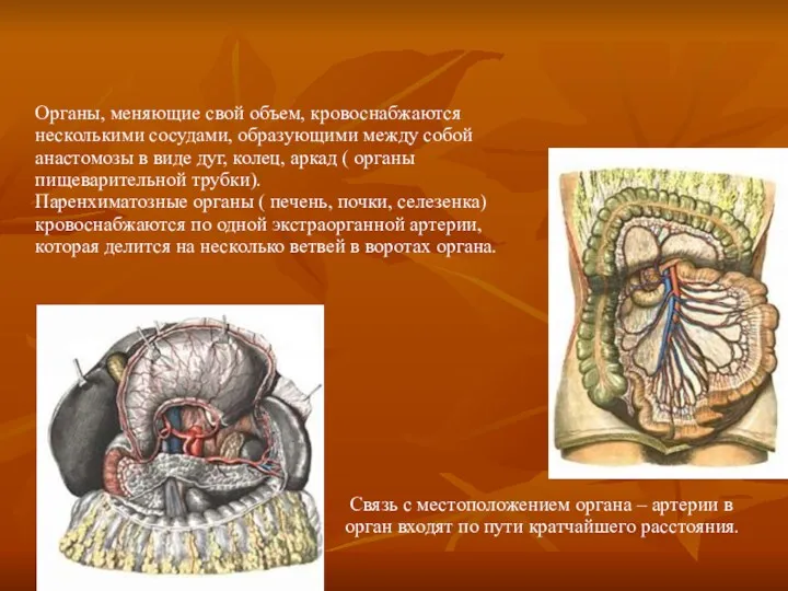 Органы, меняющие свой объем, кровоснабжаются несколькими сосудами, образующими между собой