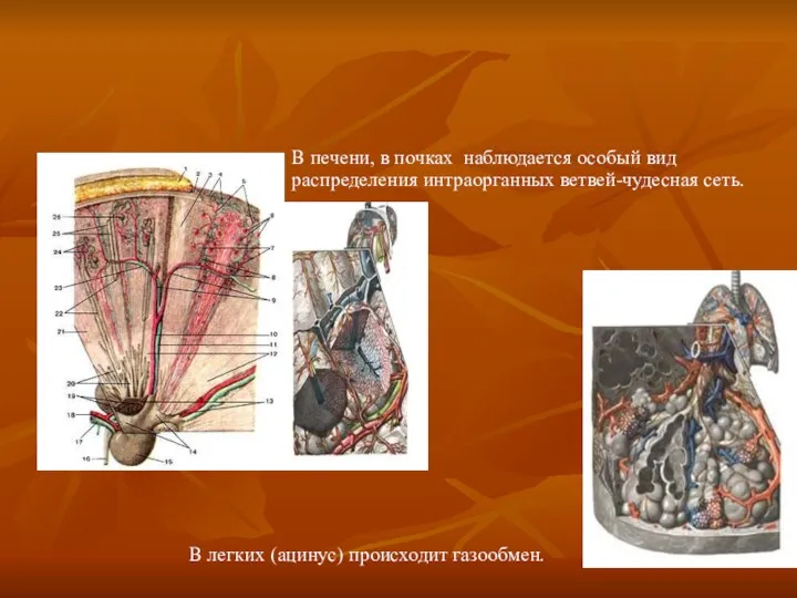 В печени, в почках наблюдается особый вид распределения интраорганных ветвей-чудесная сеть. В легких (ацинус) происходит газообмен.