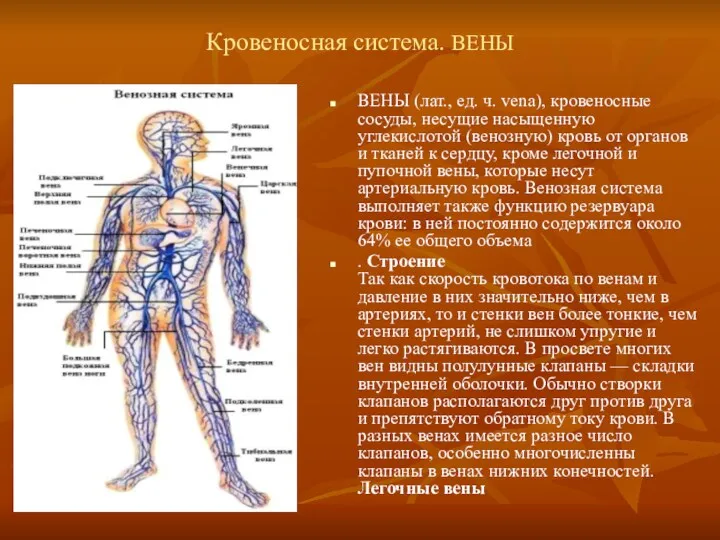 Кровеносная система. ВЕНЫ ВЕНЫ (лат., ед. ч. vena), кровеносные сосуды,