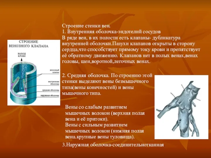 Строение стенки вен. 1. Внутренняя оболочка-эндотелий сосудов В ряде вен,