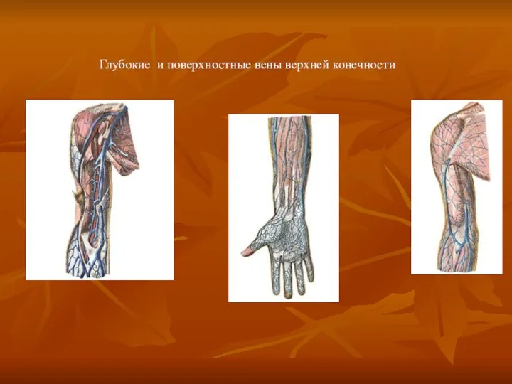 Глубокие и поверхностные вены верхней конечности