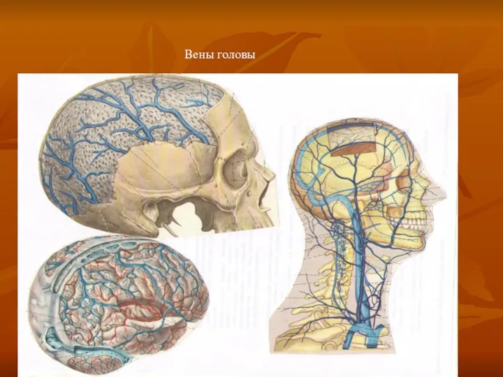 Вены головы