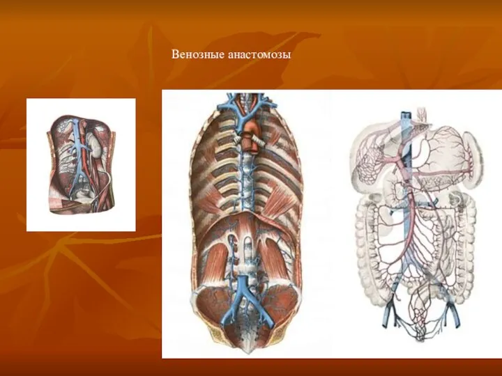 Венозные анастомозы