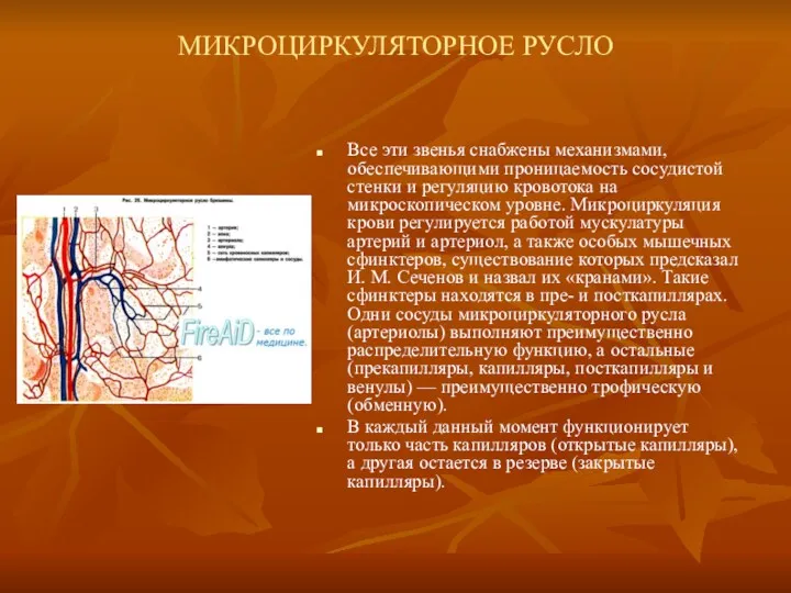 МИКРОЦИРКУЛЯТОРНОЕ РУСЛО Все эти звенья снабжены механизмами, обеспечивающими проницаемость сосудистой