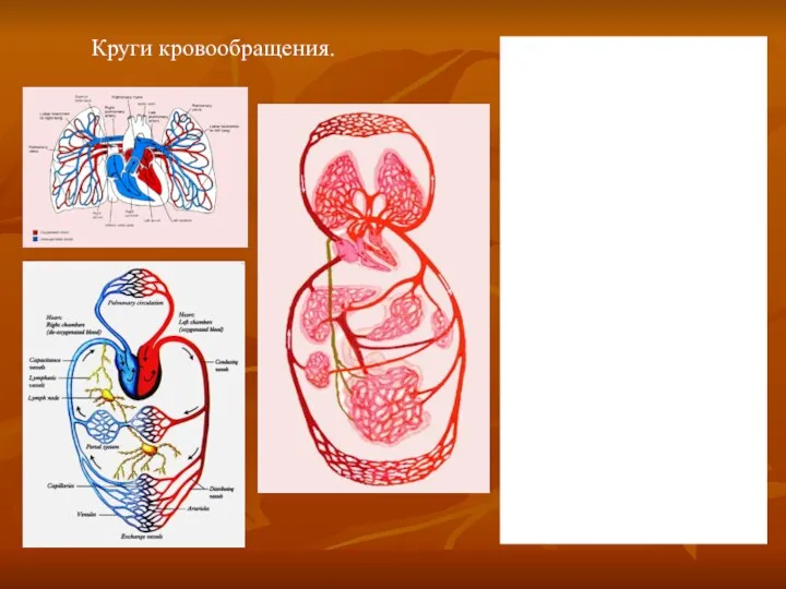 Круги кровообращения.