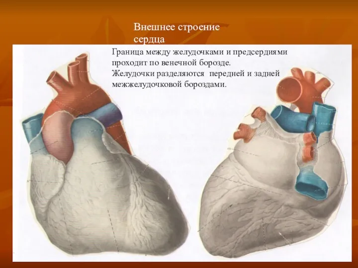 Внешнее строение сердца Граница между желудочками и предсердиями проходит по