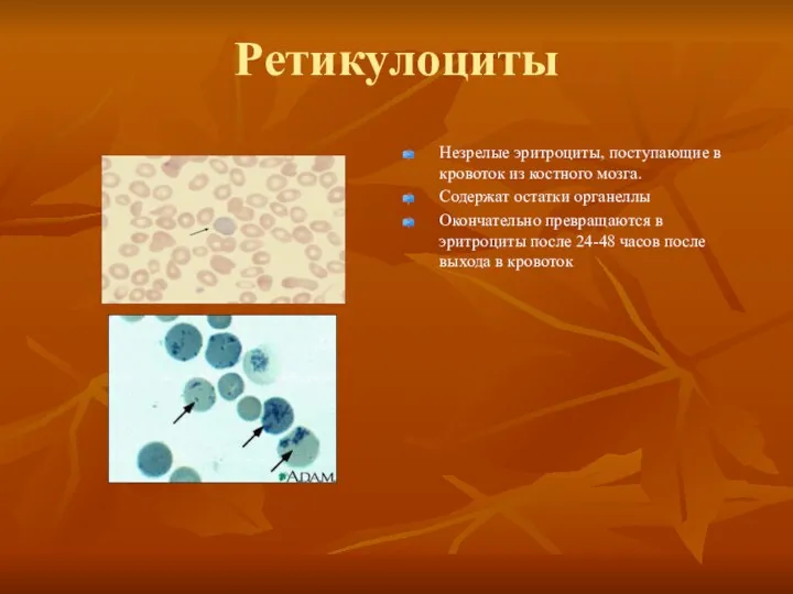 Ретикулоциты Незрелые эритроциты, поступающие в кровоток из костного мозга. Содержат