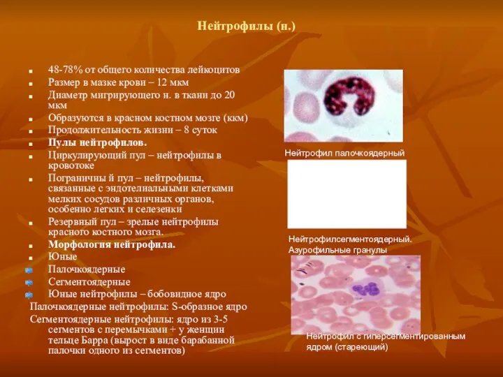 Нейтрофилы (н.) 48-78% от общего количества лейкоцитов Размер в мазке