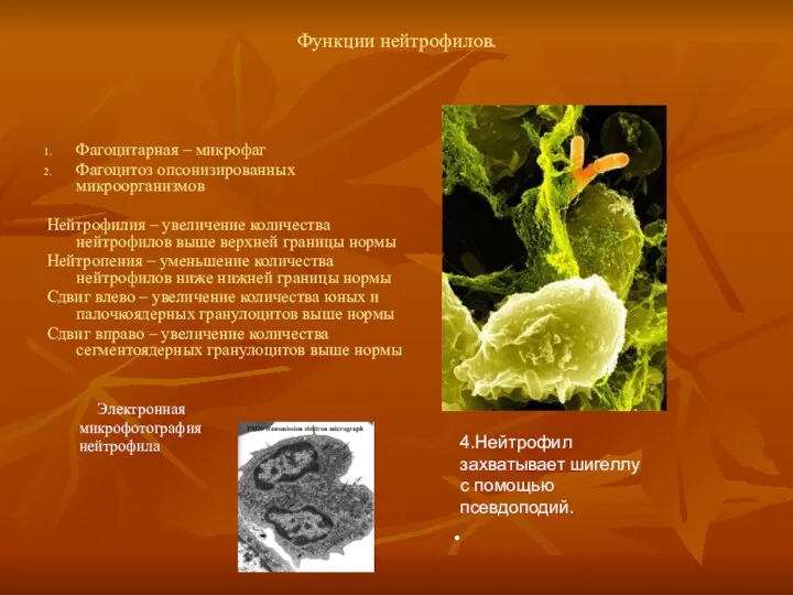 Функции нейтрофилов. Фагоцитарная – микрофаг Фагоцитоз опсонизированных микроорганизмов Нейтрофилия –